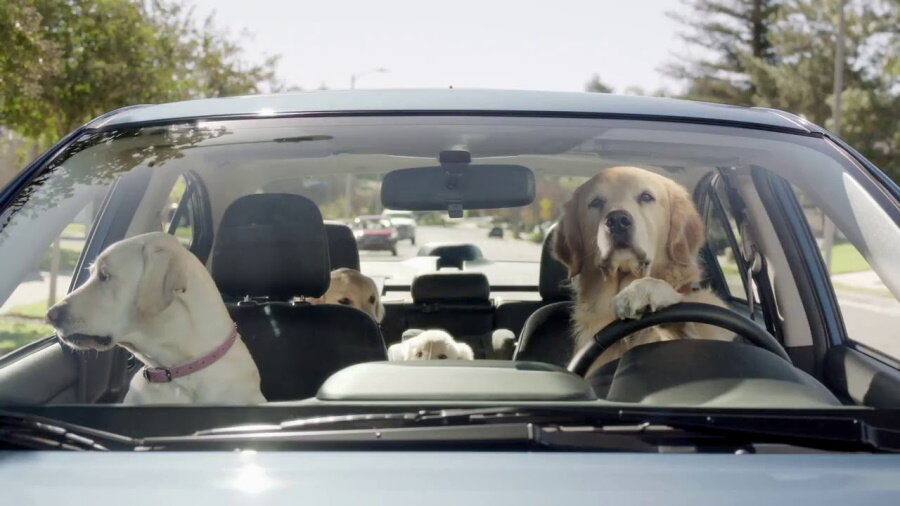 семья собак в автомобиле