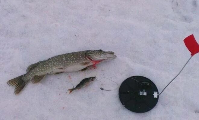 Щука на окунька. Фото взято из интернета 