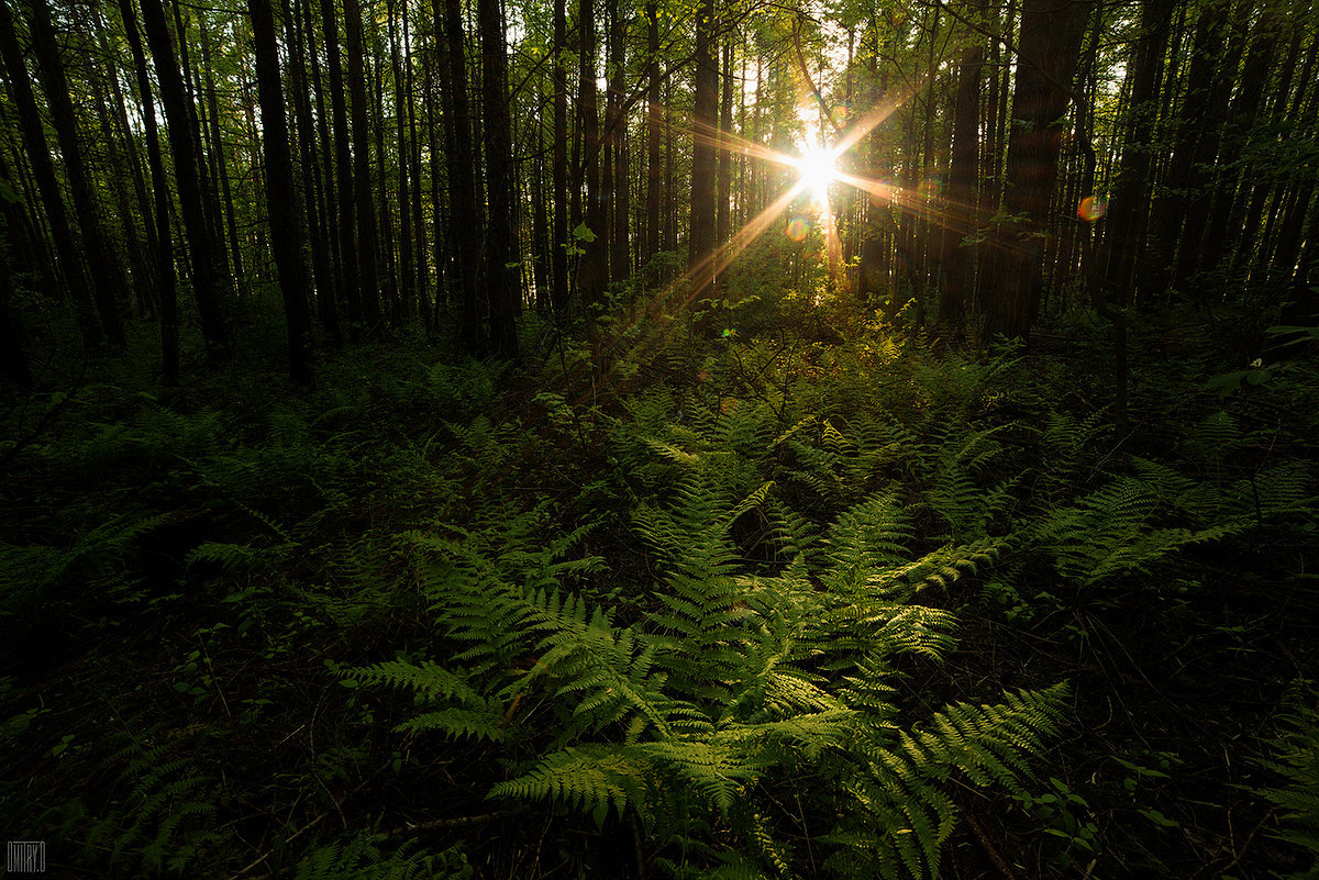 папоротник.