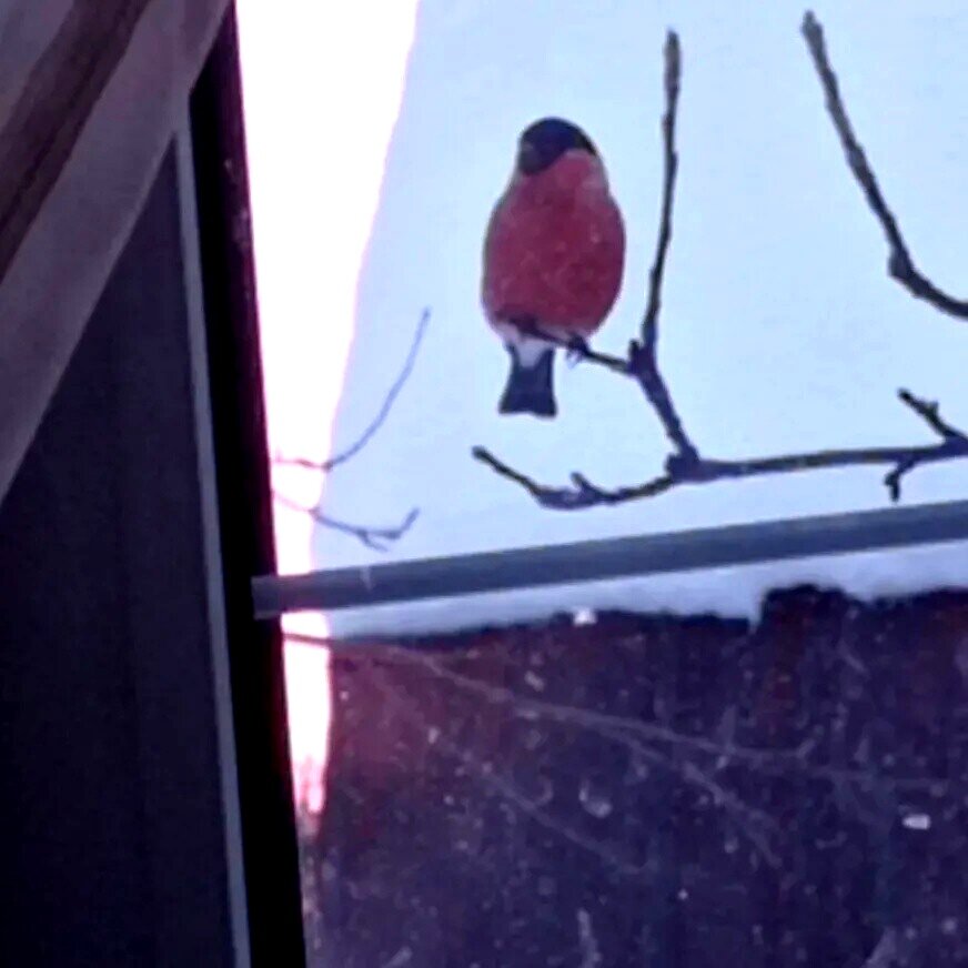 Смотрю в окно, рассветает только, а уже тут как тут красногрудые