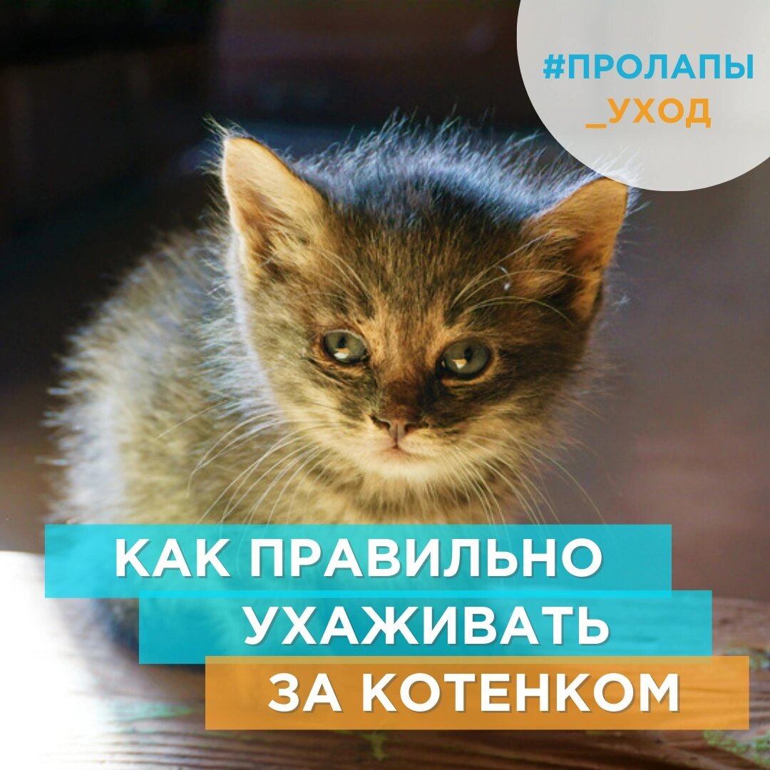 🐈 В первые месяцы котята, как и щенки, нуждаются в особом уходе. Они еще не знакомы с окружающим миром, у них не развиты инстинкты и иммунная система.