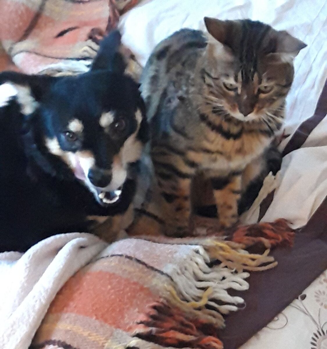 Эта сладкая парочка, что погулять вместе на даче, что в поспать в обнимку