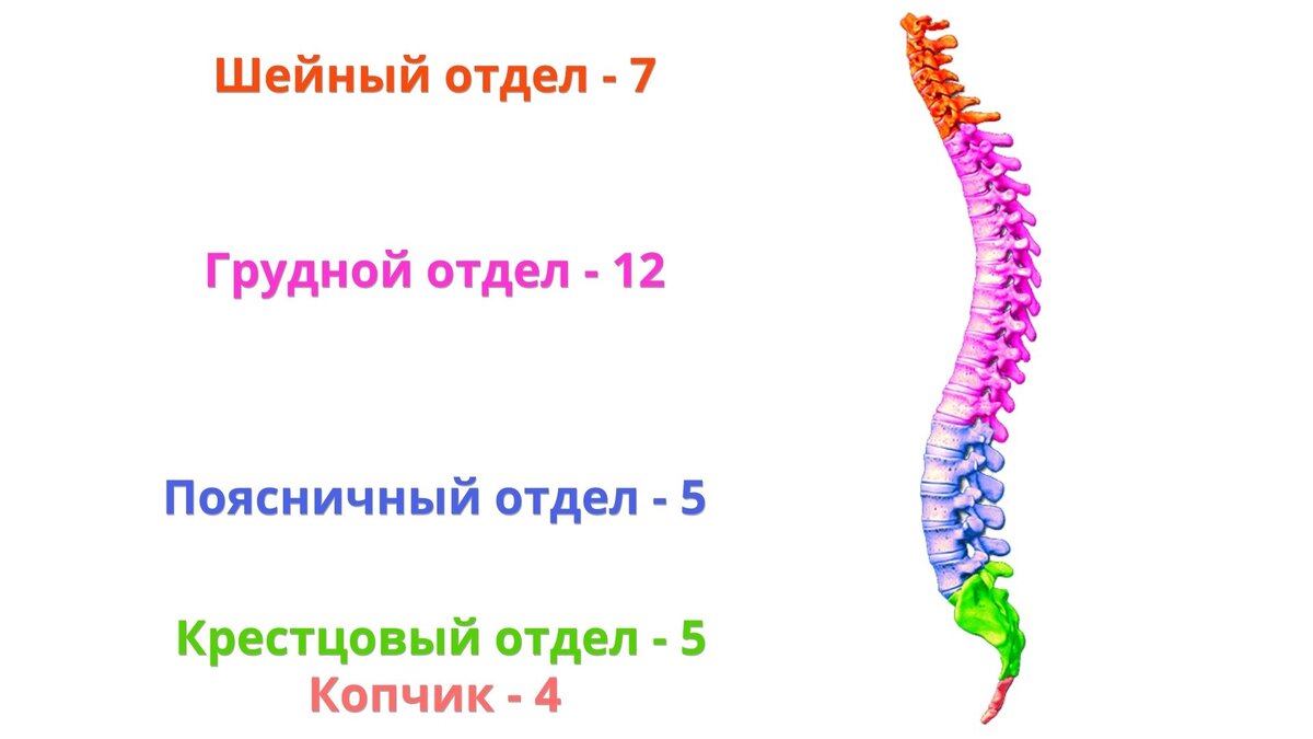 Строение позвоночника человека