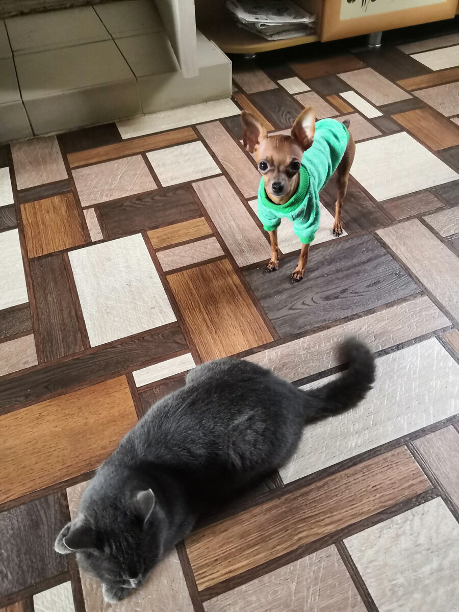 Кошка взрослая, уже не очень игривая.🐱
 А Рику хочется играть, тягает ее за хвост и за все что можно😆
Она ляжет и лежит дажа не сопротивляться 😁
Если уже сильно укусит или потянет больно за шкурку или хвост, тогда она его лапой лупит😁🥰
Но все равно живут дружно🤗

