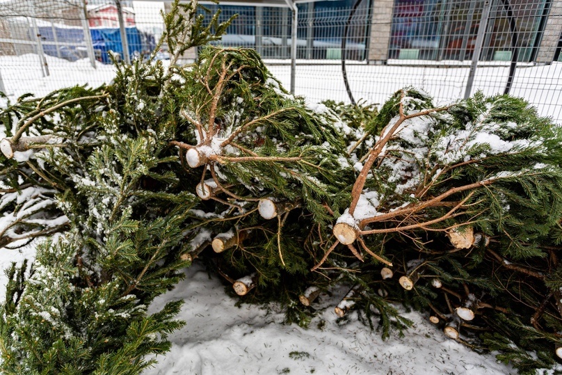     фото густаво зырянова/мк в новосибирске