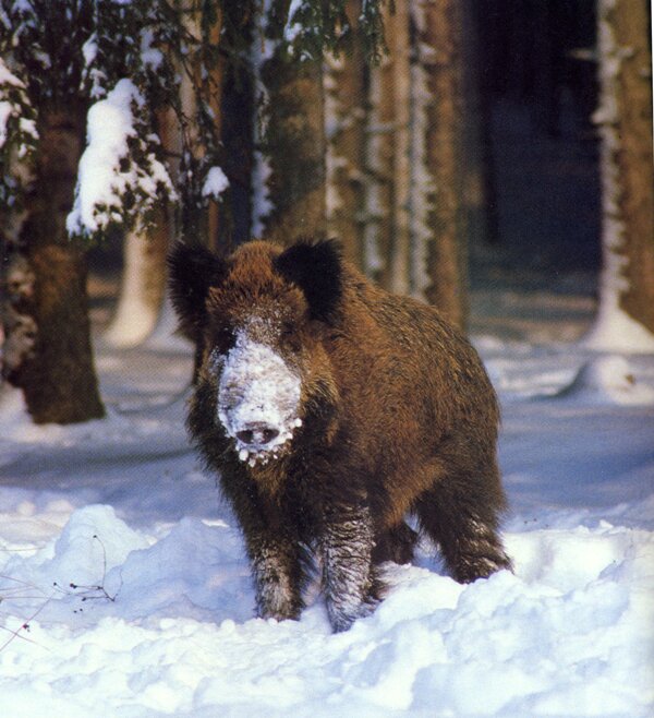 Этого зверя непросто взять