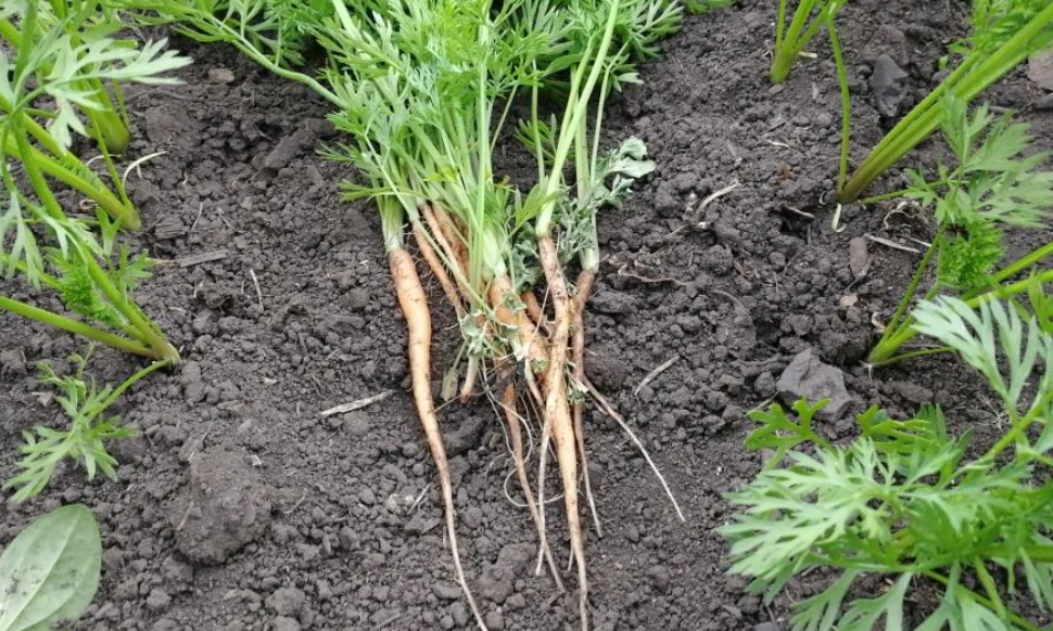 Росток авокадо в домашних условиях. Всход петуния семян. Кофейная триходерма иван русских. Почему не получается вырастить. Прищипка рассады петунии.