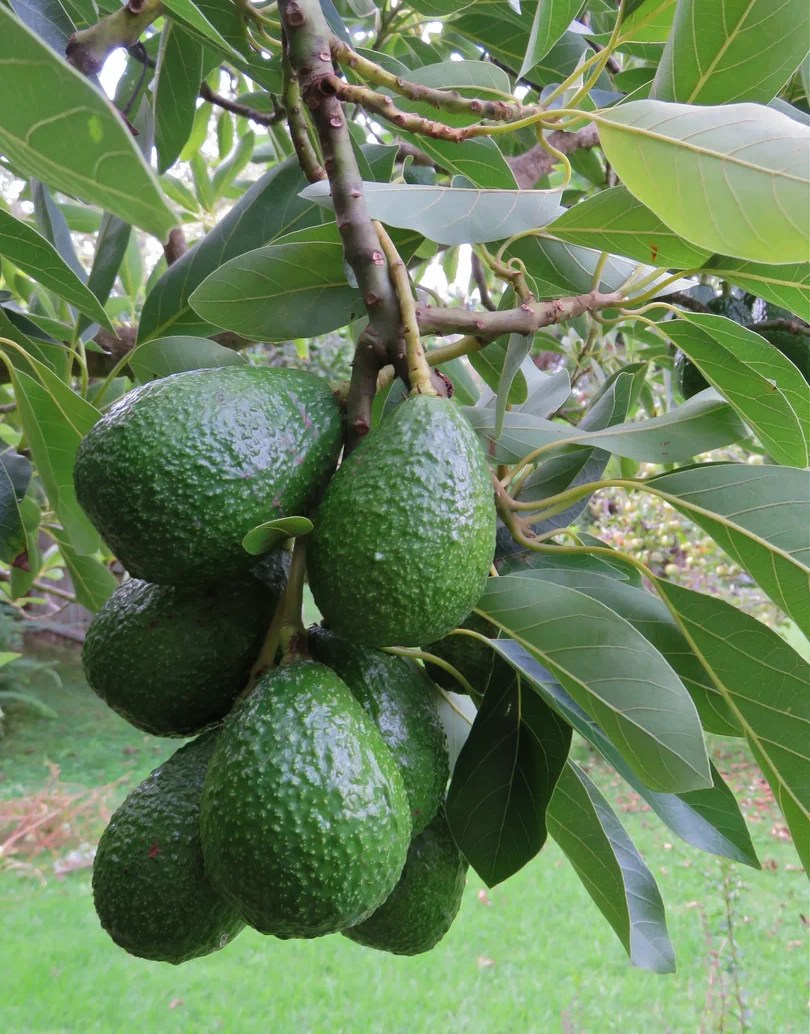 Авокадо на дереве. 