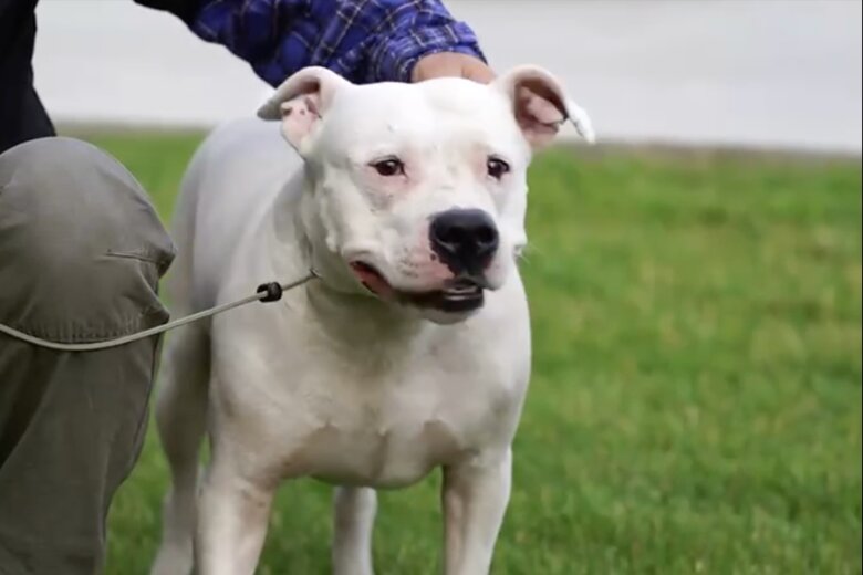 Cuanto cuesta un pitbull en españa