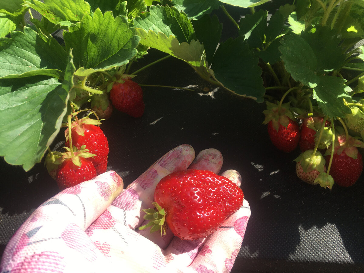 Сравнение Королевы Елизаветы с безымянными сортами