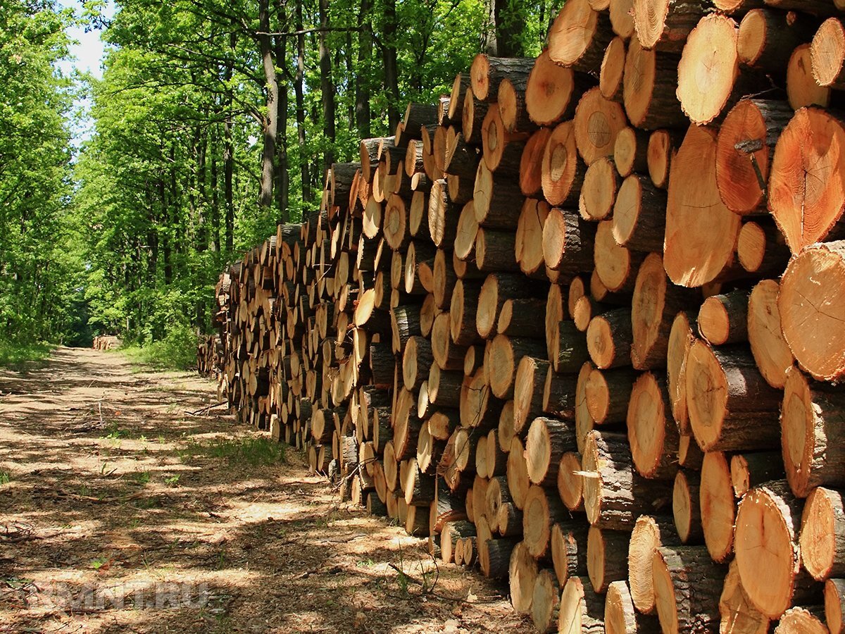 Лес от государства. 100 кубов леса от государства. Как получить бесплатный лес от государства на строительство. Лес для строительства дома от государства. 150 кубов леса.