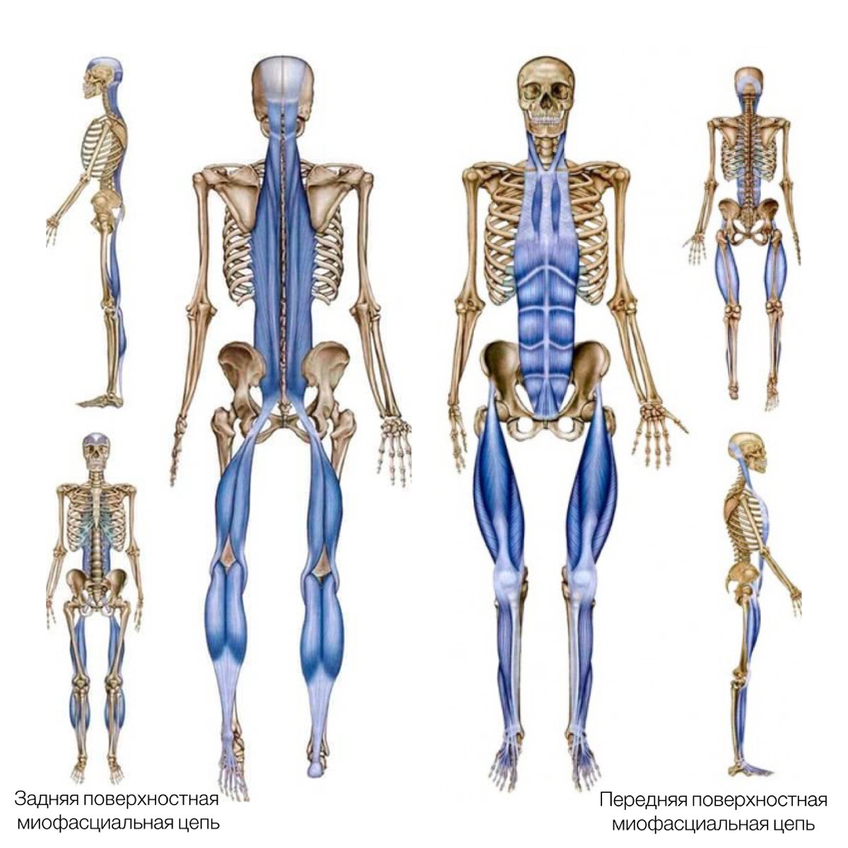 *иллюстрация Anatomy Trains 3d edition