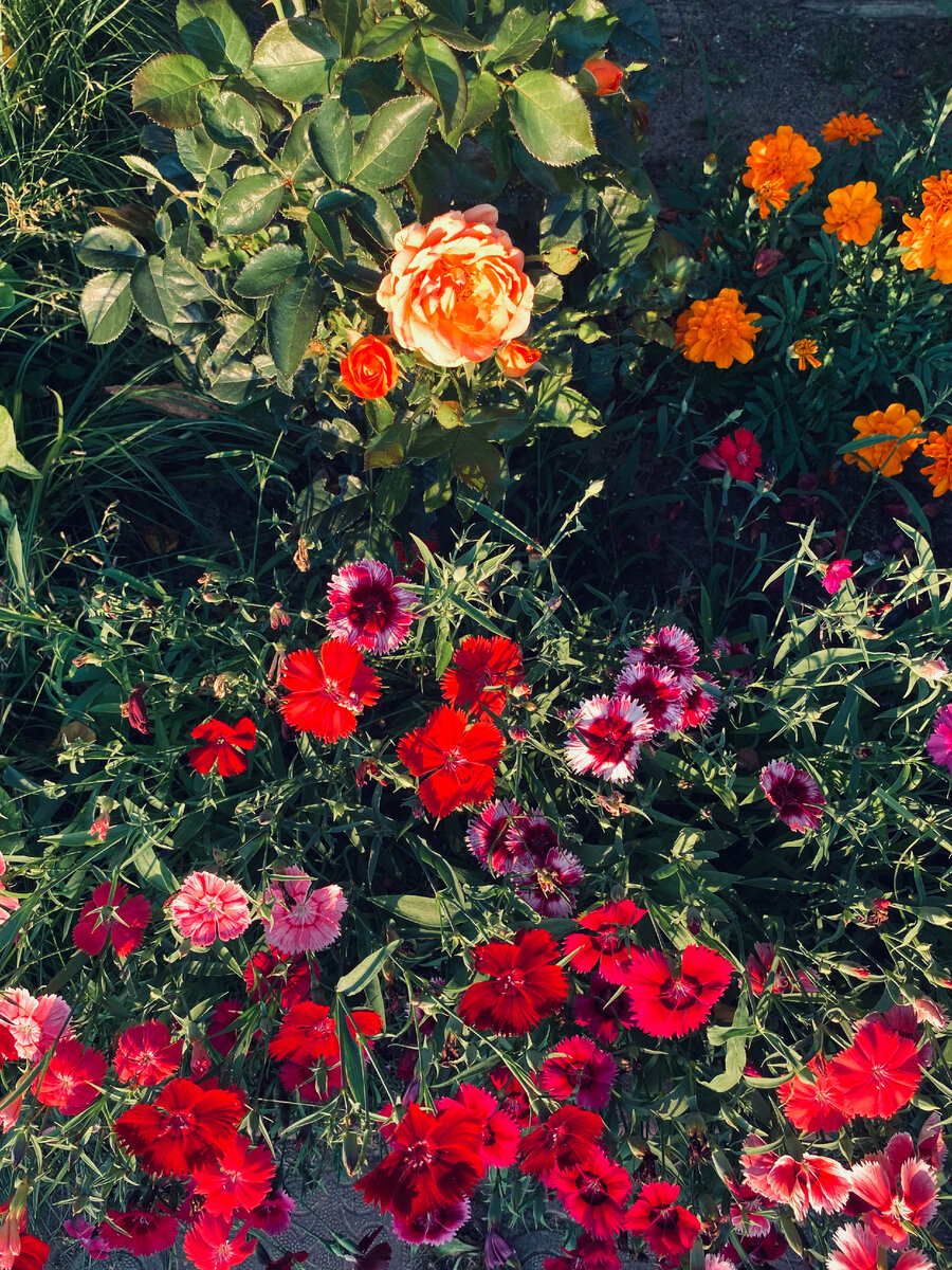 Уже хочется лета и много ярких цветов. Флорибунда Бетти Хакнесс, садовая гвоздика без имени и бархатцы.