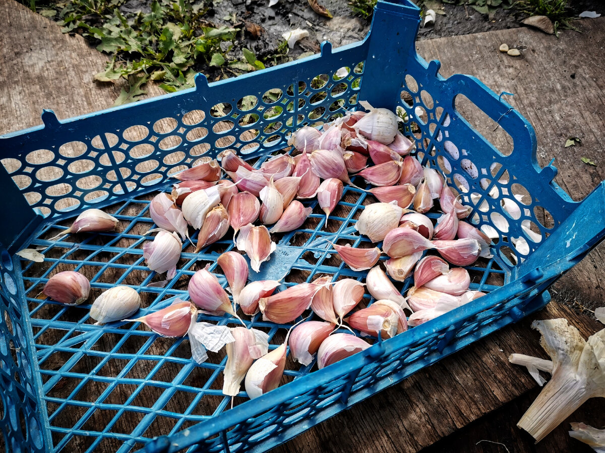 Советы по посадке и выращиванию чеснока