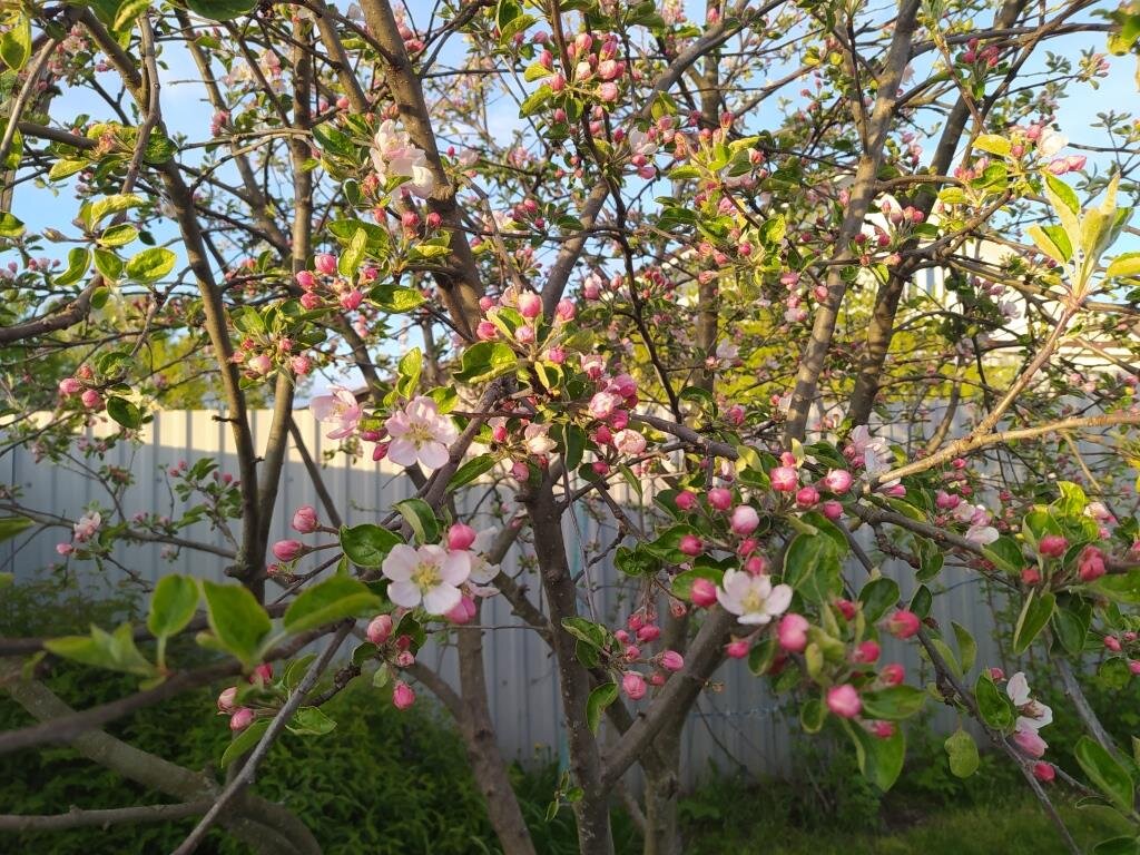 Яблоня коваленковское. Сорта груш таблица. Яблоня начинает плодоносить через. Яблоня анисимовка. Штамбовая вишня.