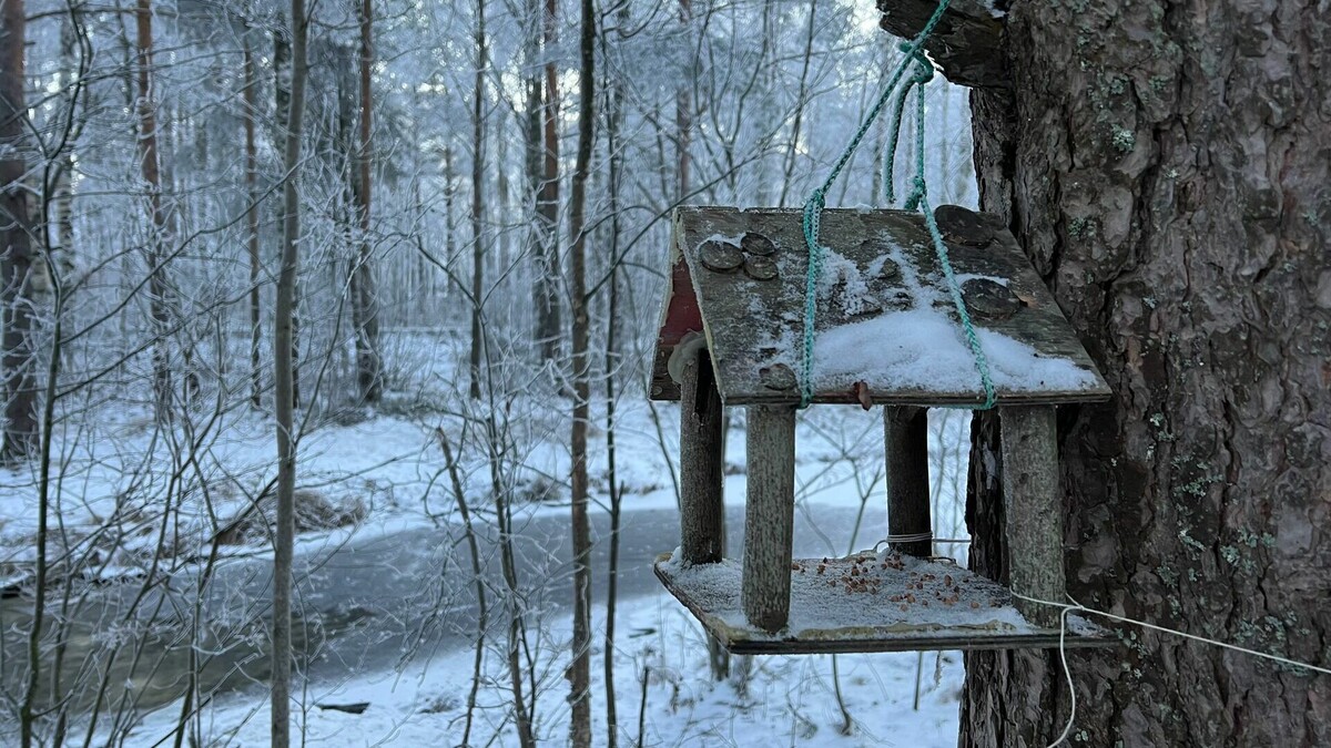     Согласно данным синоптиков, в Приморье ожидаются сильный ветер и гололедица на дорогах. Температура воздуха при этом будет относительно теплая, а одному муниципалитету и вовсе повезет — столбик термометра покажет лишь -2°C.