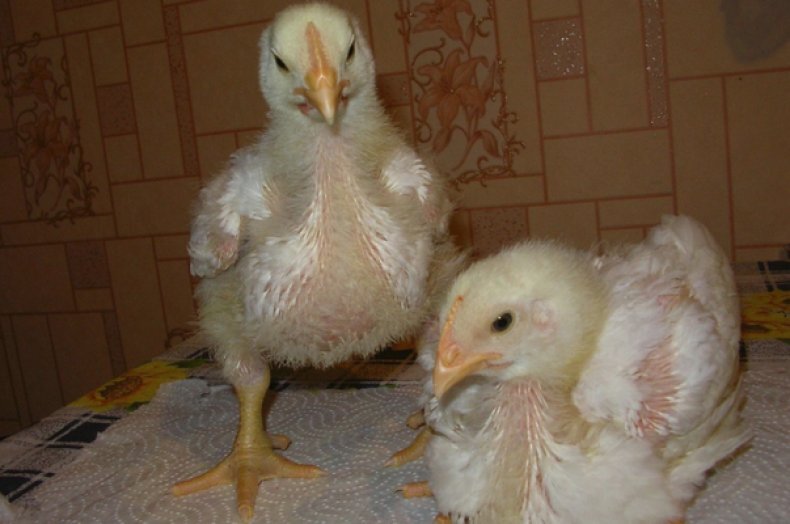 Практически каждый начинающий птицевод сталкивается с проблемой расклева у цыплят, да и у взрослых кур тоже. Но сегодня я хочу подробнее остановиться именно на проблеме расклева у цыплят.-2