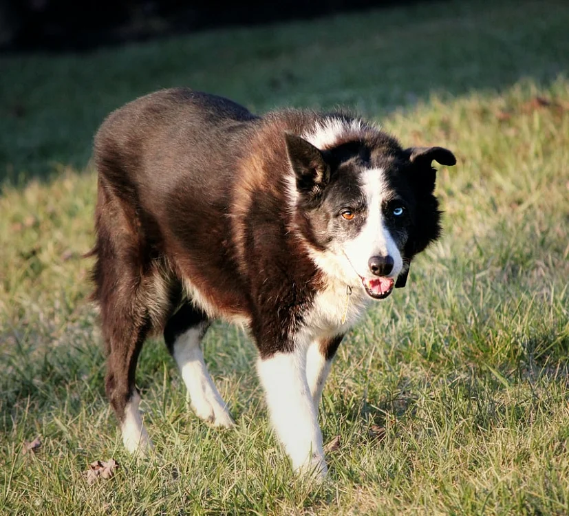 Овчарка – самая узнаваемая собака. Несмотря на популярность немецкой, в мире зарегистрировано 42 разновидности.
