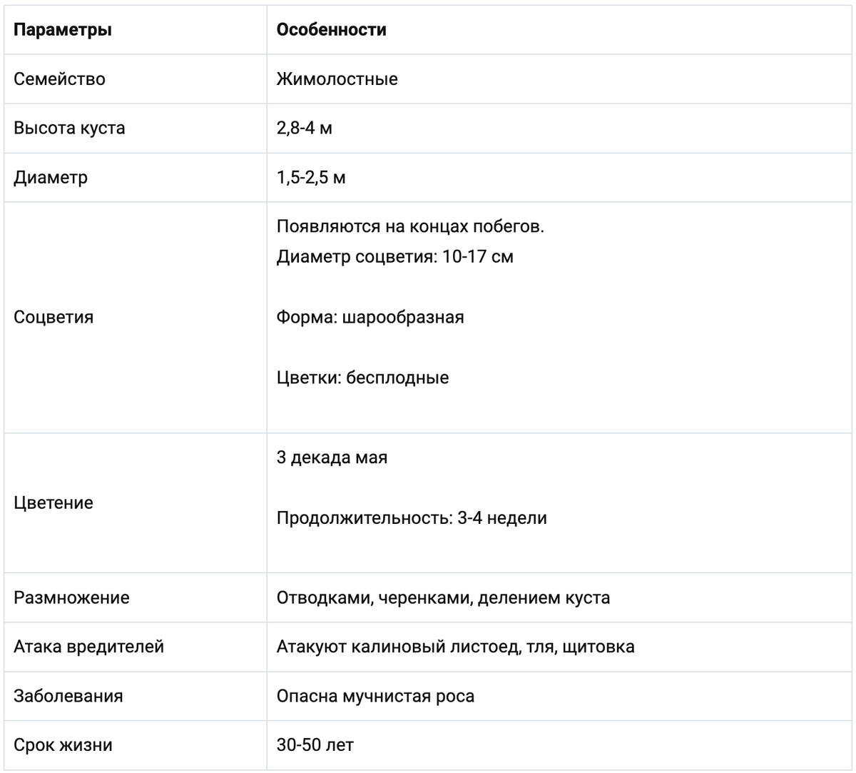 Калина Бульденеж: описание кустарника с фото и советами эксперта |  Дачник.RU | Дзен