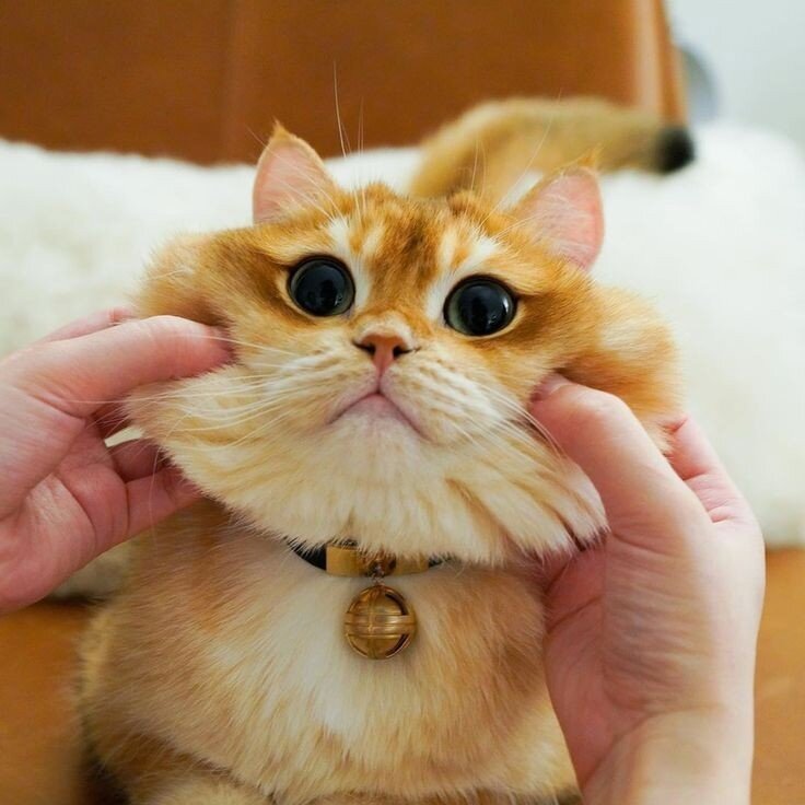 Фото заимствовано с сайта https://ru.pinterest.com/