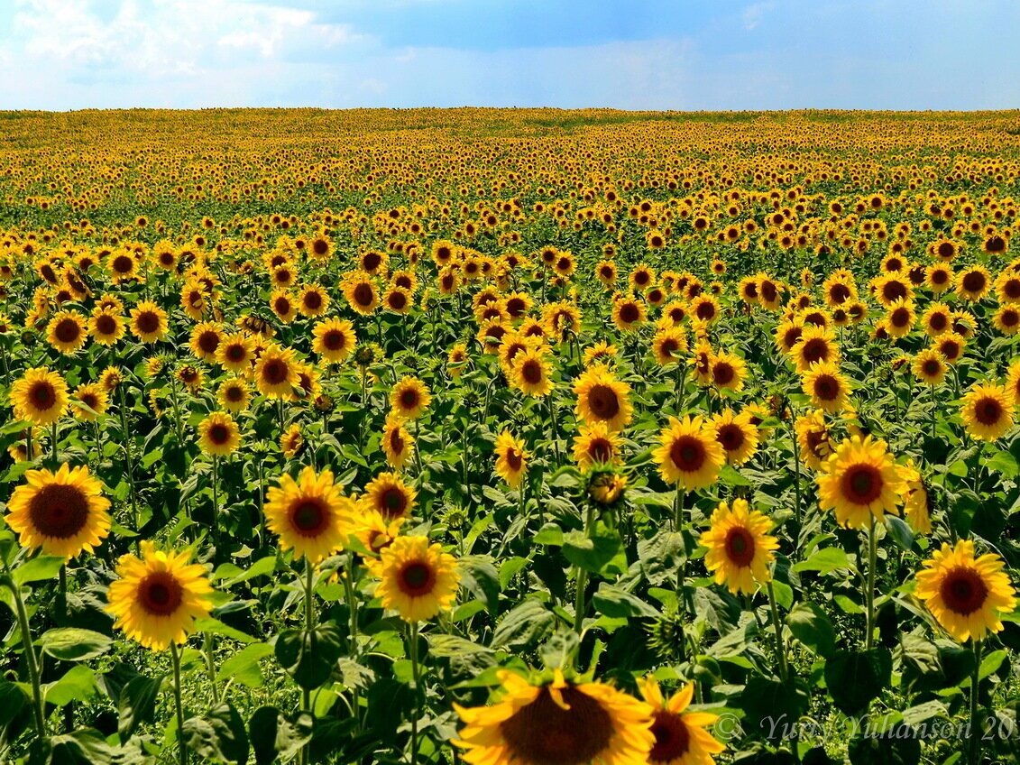 Поле подсолнухов