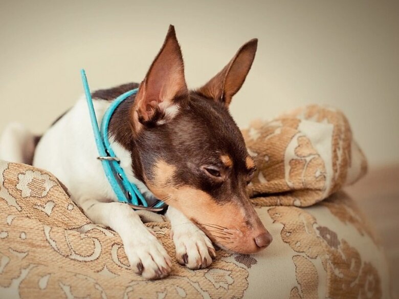 Питомник Яны Брук, Санкт-Петербург