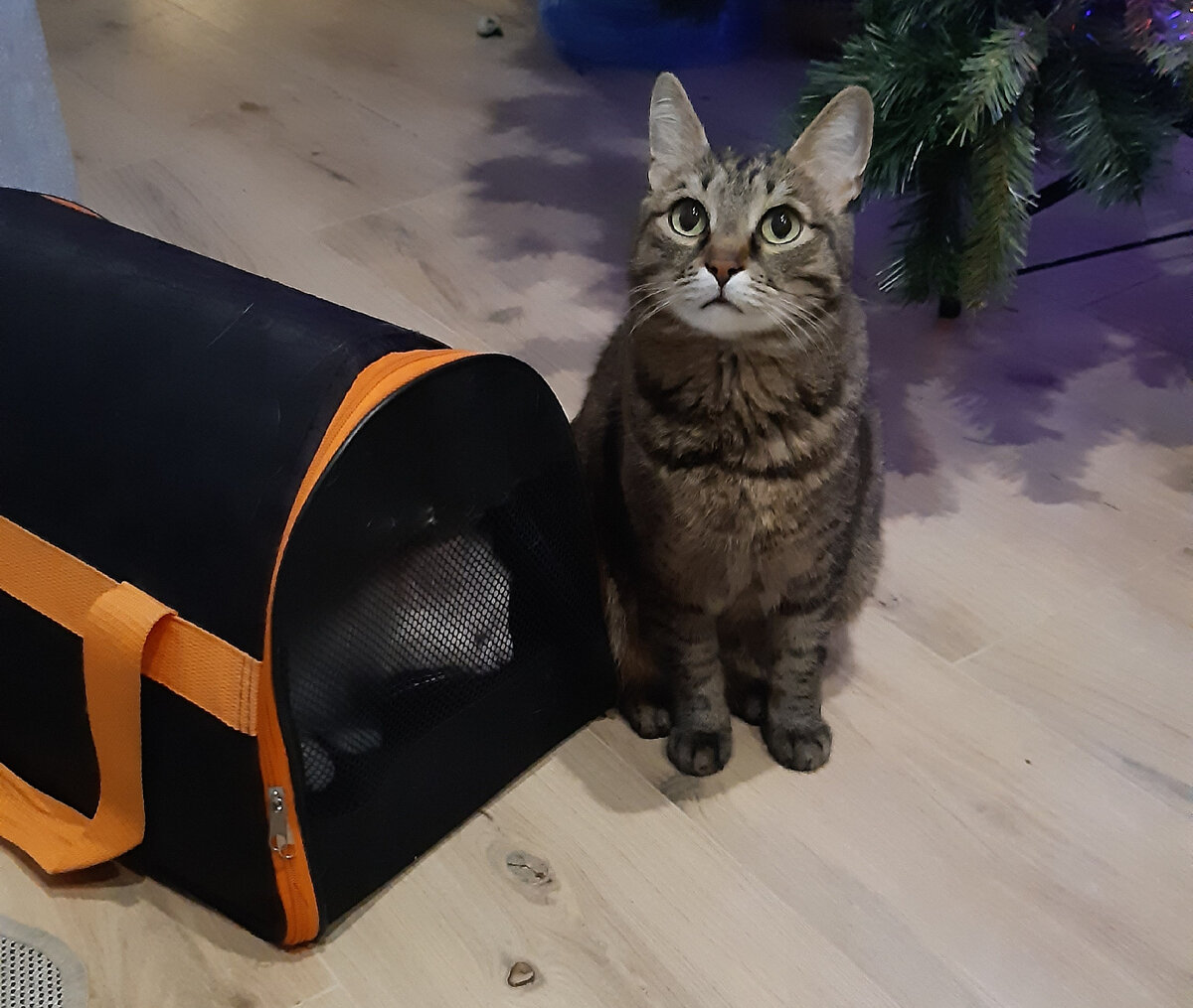 Мелкий в переноске, Кузя рядом.