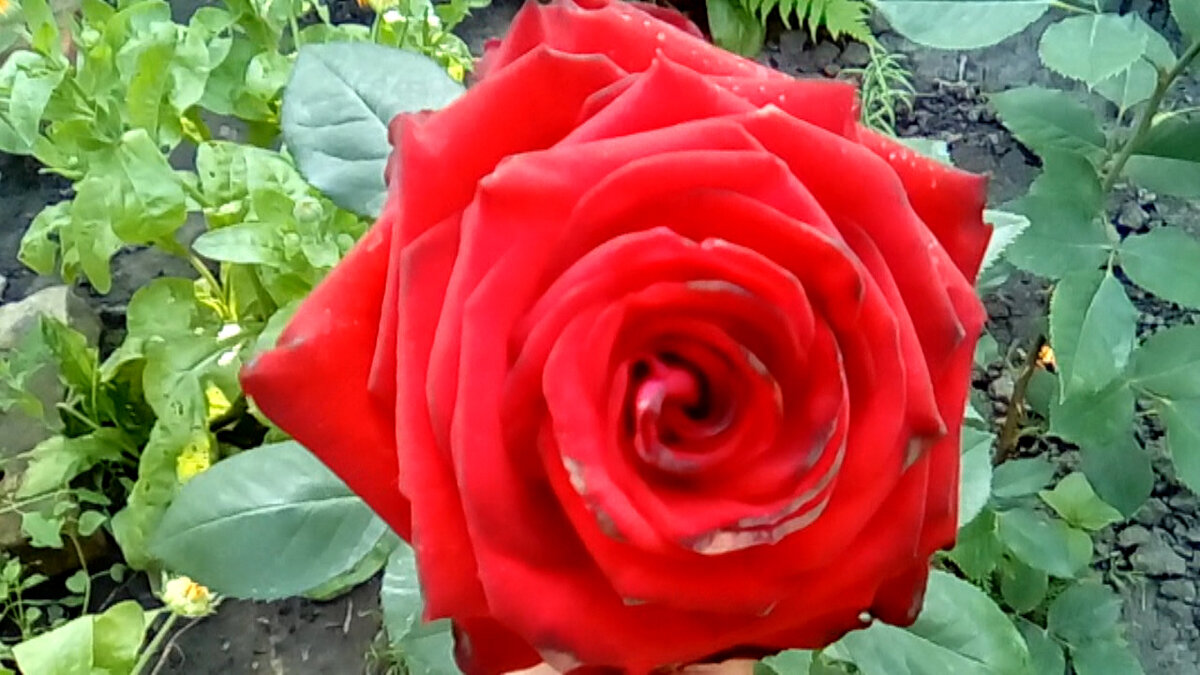 Розы моего сада. РОЗА ГОСПЕЛ (GOSPEL) | Мой мир Мои розы | Дзен