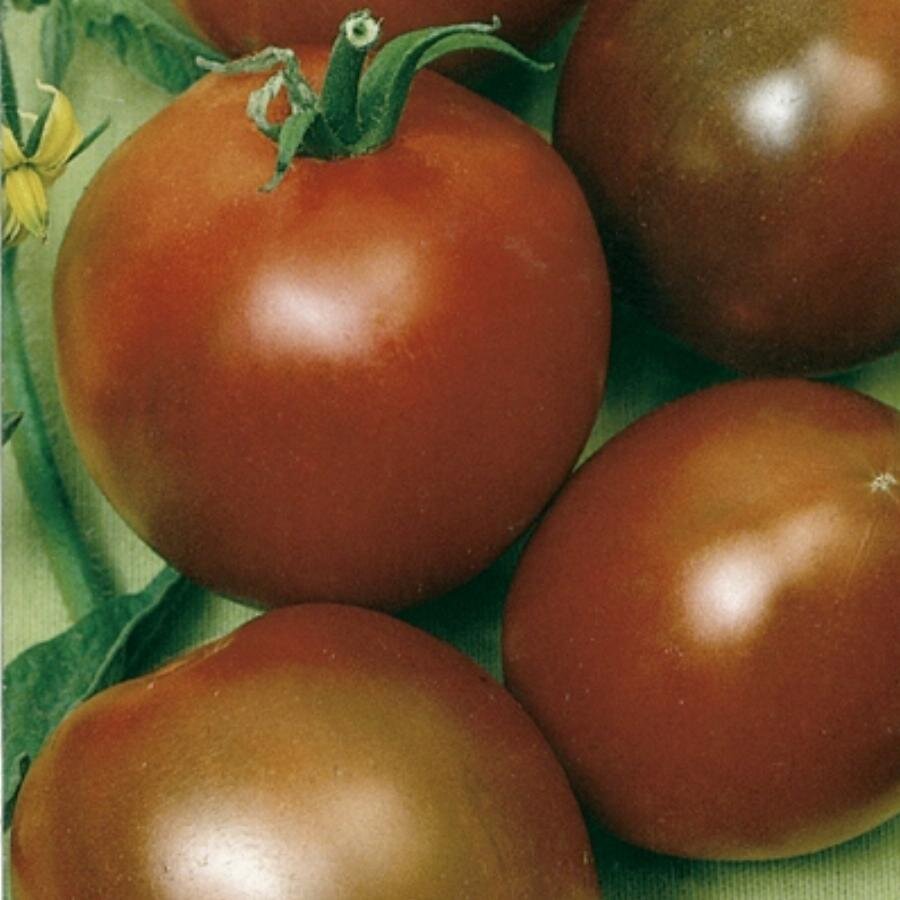 томат цыган русский огород. сорт помидор цыган. томат цыган русский огород. томат цыган. сорт помидор цыган.