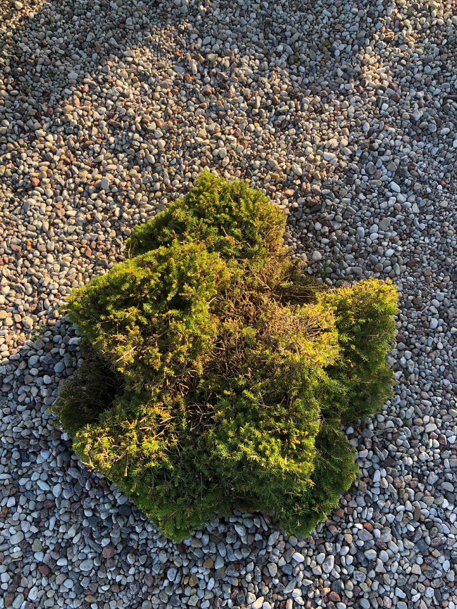 Ель горела на солнце 