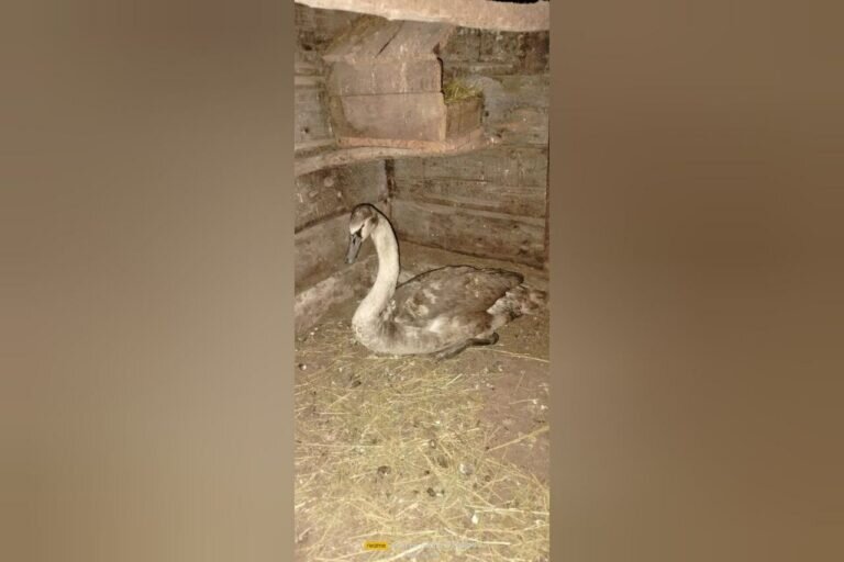    Спасенный этой зимой в Абдулинском округе лебедь подрос и окреп Марина Шарт