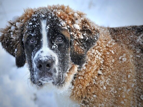     долгая прогулка в минусовую температуру может обратиться переохлаждением. Фото: pixabay.com
