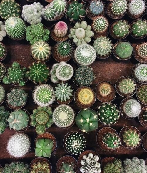 Фото взято из открытого источника