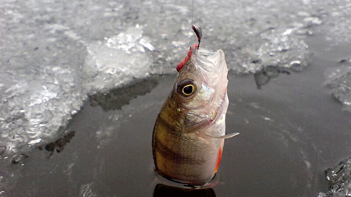 Рыбалка на мормышку. Ловля окуня зима мормышка. Техника ловли окуня зимой на мормышку. Рыбалка зимой на окуня на мормышку. Лов окуня зимой на марамышку.