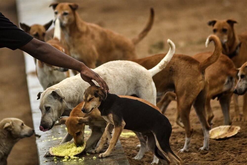    Фото: EPA / VOSTOCK Photo