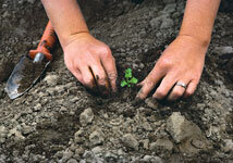 Рассмотрим разные методики посева мелких семян на рассаду.