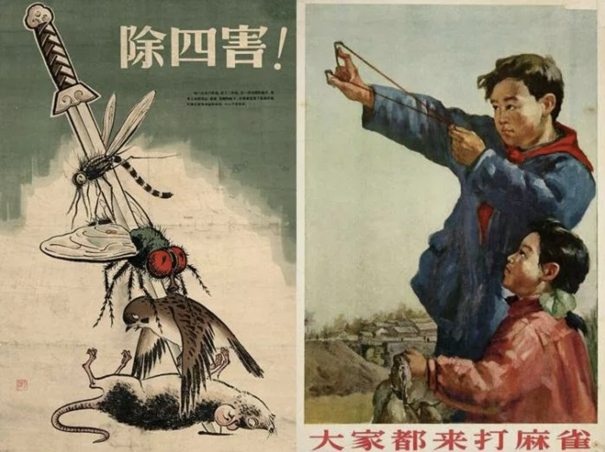 Истребление Воробьев в Китае плакат. Мао Цзэдун уничтожение Воробьев. Мао Цзэдун против Воробьев. Китай истребление Воробьев 1958. Китайский голод