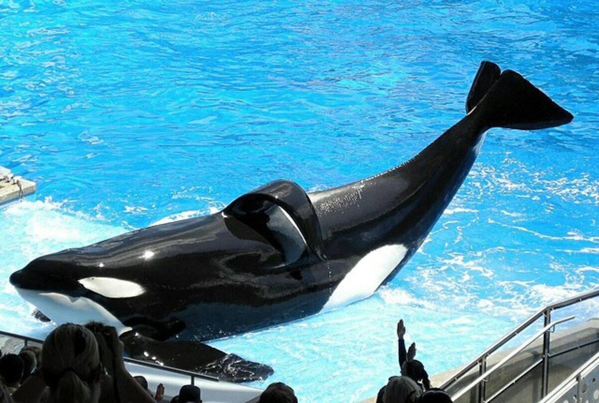 Тиликум SEAWORLD