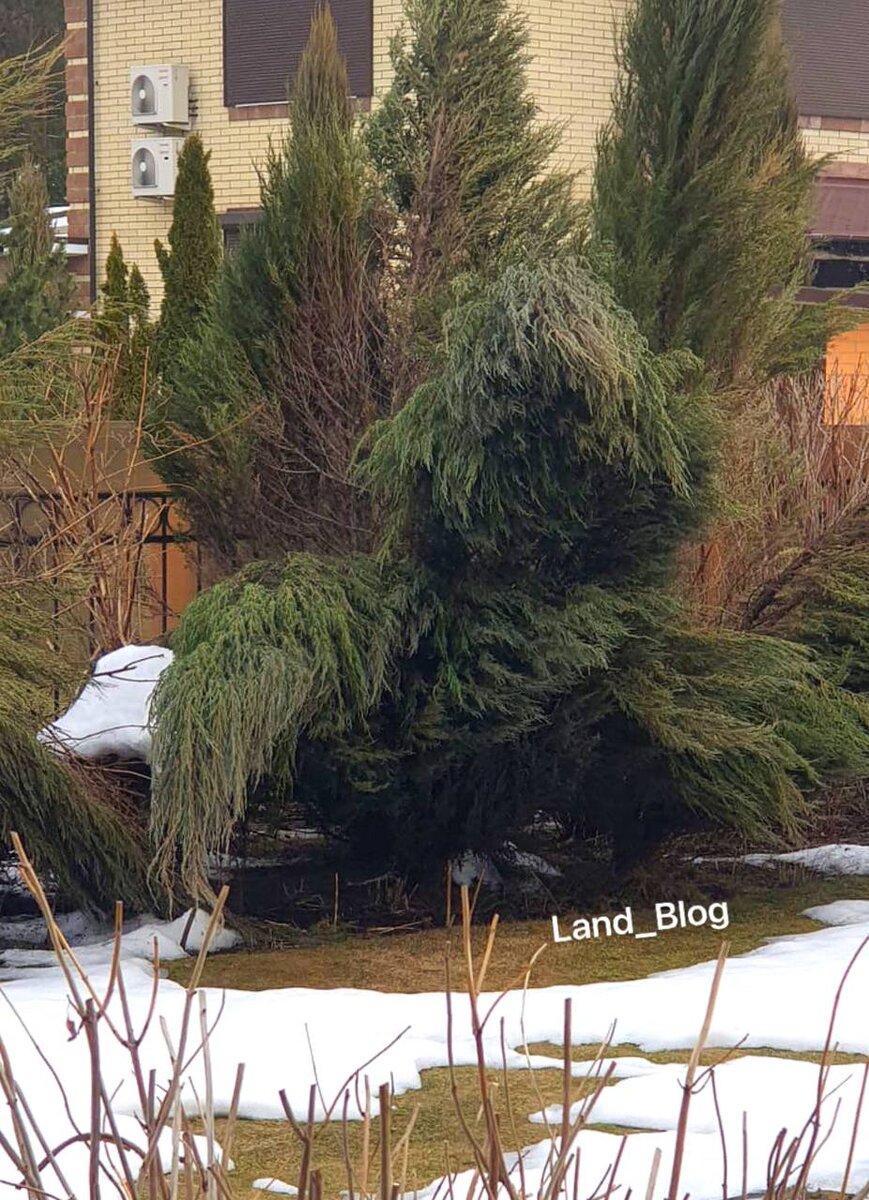 кажется что это можжевельник словно из сказки!