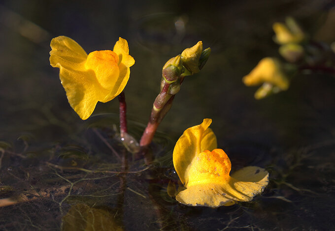 Цветочки пузырчатки южной (Utricularia australis) в реке Кисловке, село Тимирязевское (Томская область). Фото: Валентин Реморов.