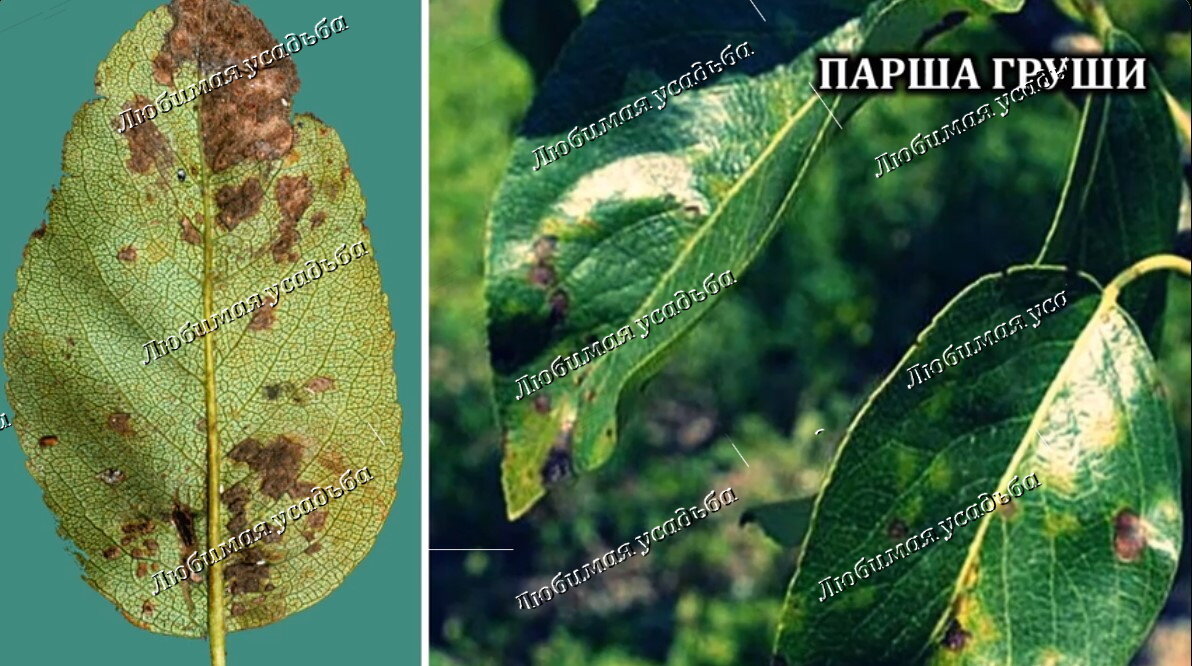 Парша листьев груши. Сажистый грибок на груше. Парша на груше фото. Болезни груши описание с фотографиями.