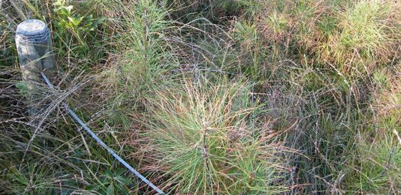 Жители американского города Бат в Северной Каролине часто рассказывают приезжим мистическую историю, произошедшую у них в городе два века назад. В 1813 году в городе жил парень по имени Джесси Эллиот.-4