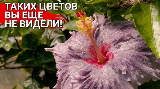 Таких цветов вы еще не видели! Гибискусы