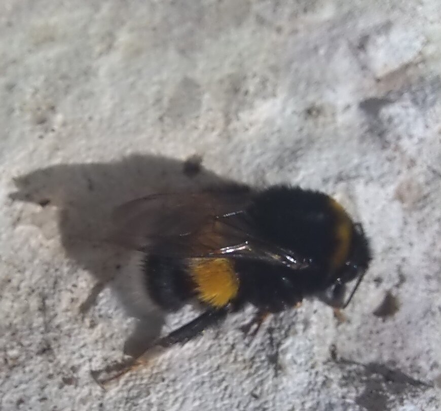 #шмель  #помощь  