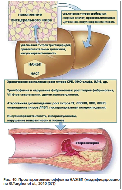 Жирная печень: симптомы, причины, лечение, диета