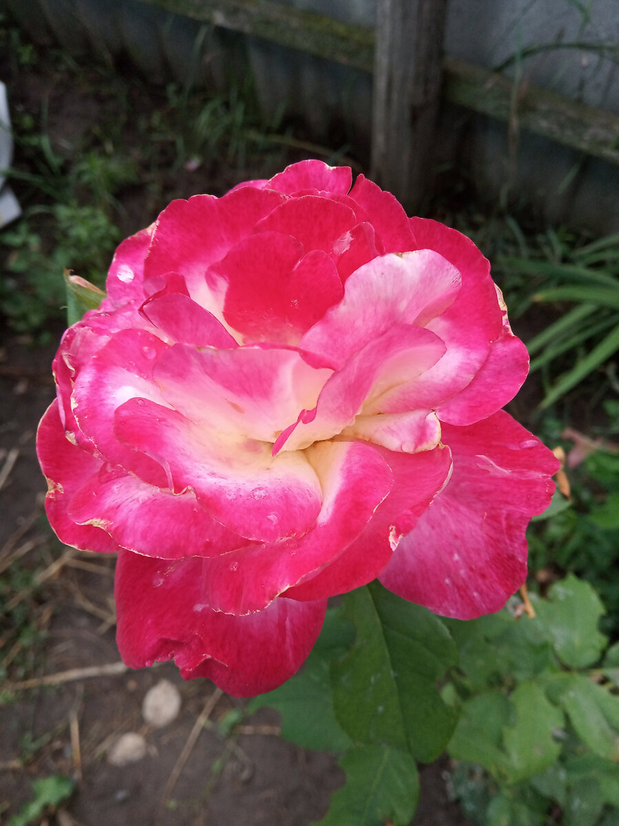 Вот такая прекрасная роза в моём саду.