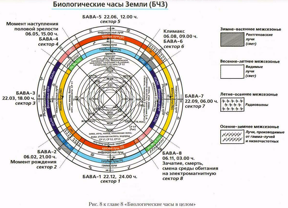 Биологические часы или как прожить долго презентация