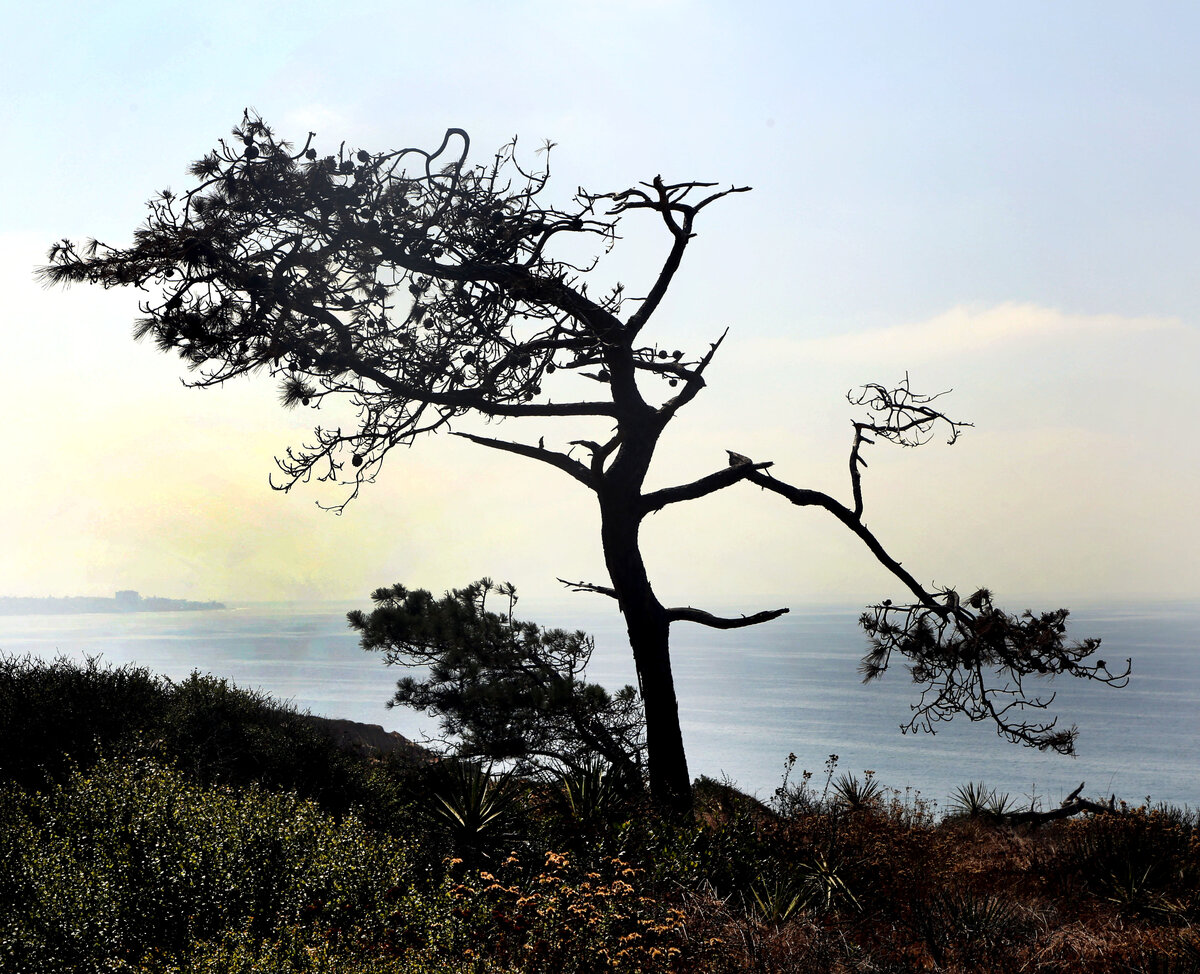 Заказник Torrey Pines State Reserve