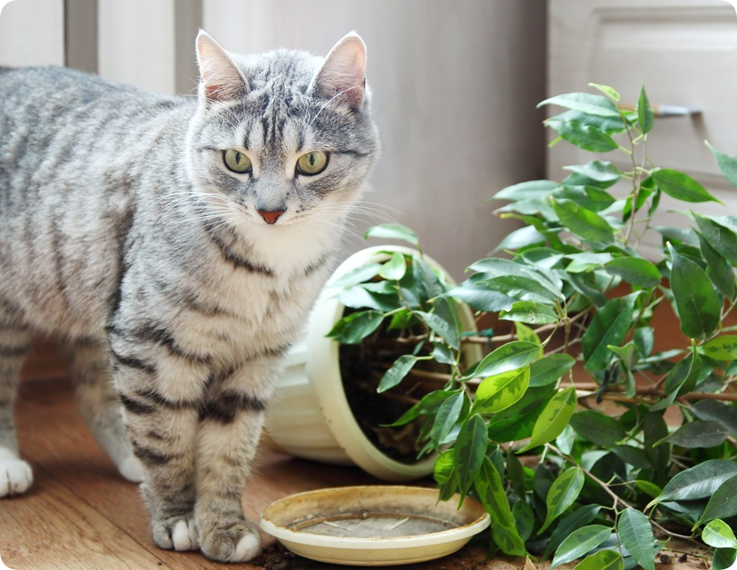 Кошка скинула фикус