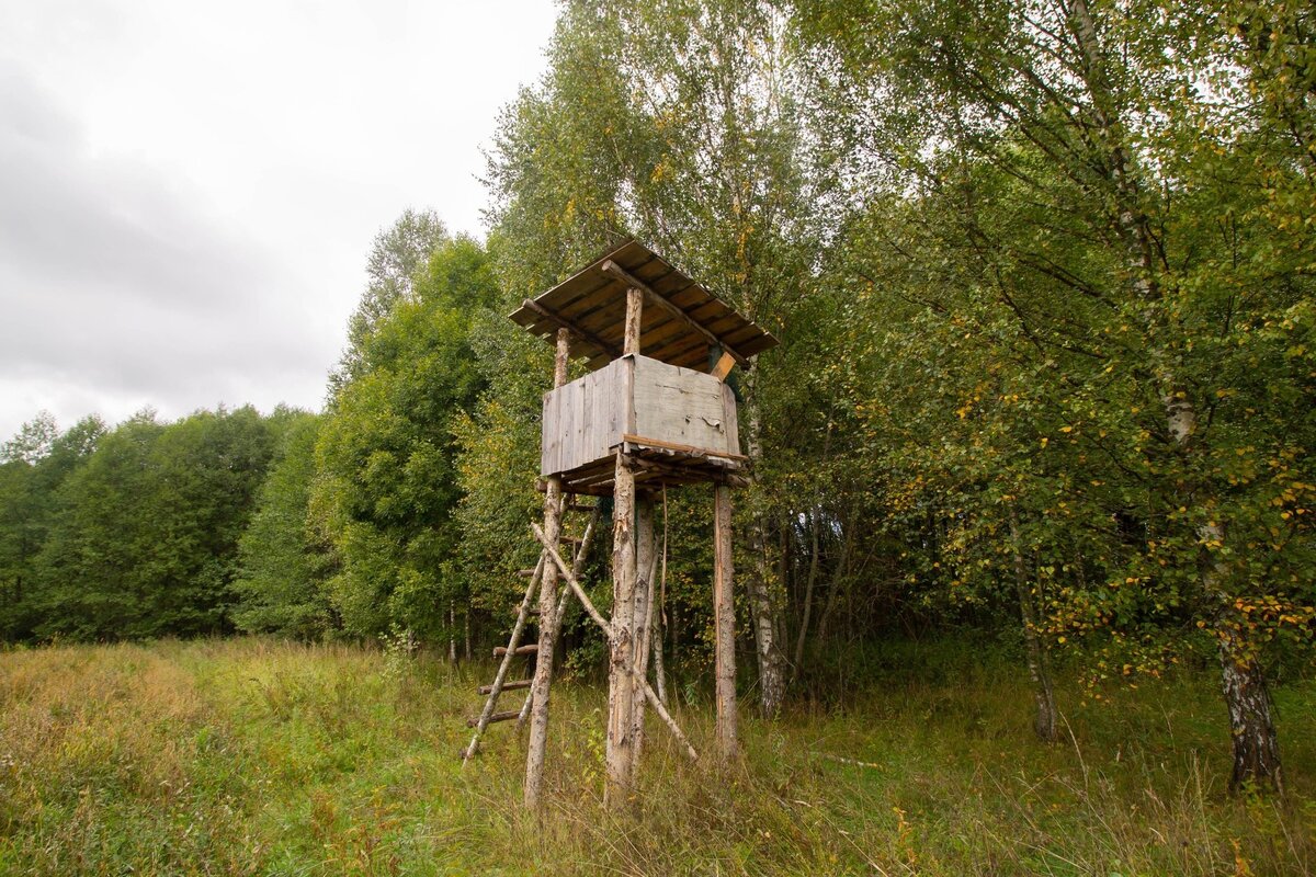 Вышка возле подкормочного поля поля